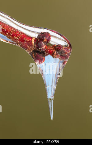 De nouveaux bourgeons sur Maple Tree encastré dans la glace, Crestwood, New York Banque D'Images