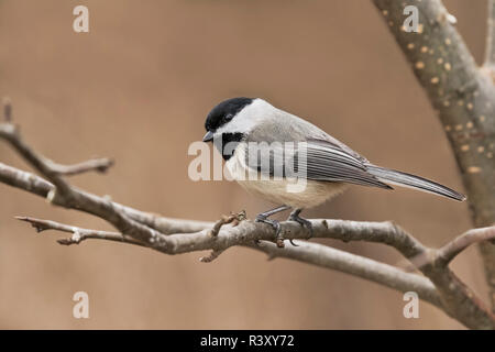 Carolina Chickadee en hiver, Poecile carolinensis, Kentucky Banque D'Images