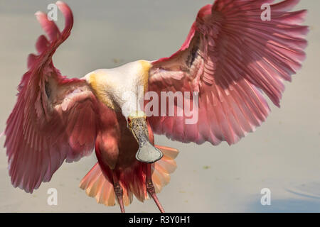 USA, Louisiane, Jefferson Island. Close-up of Roseate spoonbill landing. Banque D'Images