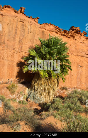 USA, Nevada. Mesquite. Gold Butte National Monument, peu de Finlande Banque D'Images