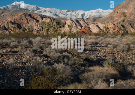 USA, Nevada. Sol du désert de montagnes couvertes de neige à poches Whitney, Gold Butte National Monument, Gold Butte National Monument Banque D'Images