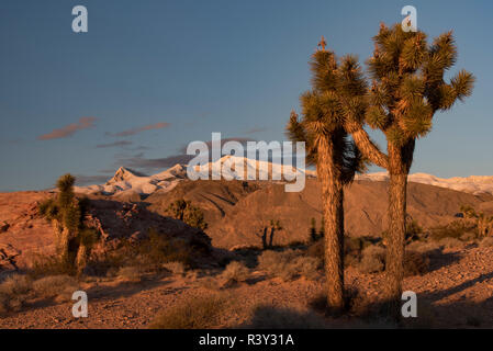 USA, Nevada. Sol du désert aux montagnes enneigées et Billy Goat Peak au coucher du soleil, l'or Butte National Monument Banque D'Images