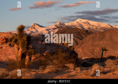 USA, Nevada. Sol du désert aux montagnes enneigées et Billy Goat Peak au coucher du soleil, l'or Butte National Monument Banque D'Images