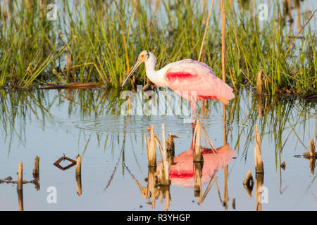 Roseate Spoonbill (Platalea ajaja) Viera Les zones humides, Comté de Brevard en Floride Banque D'Images