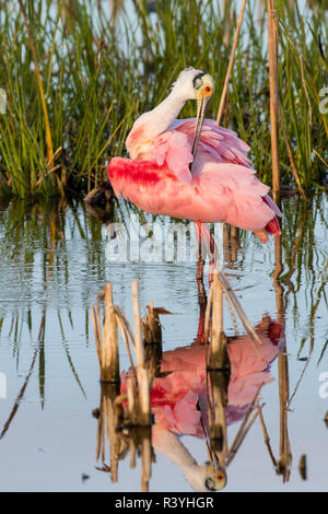 Roseate Spoonbill Platalea ajaja (lissage) des zones humides, Viera Brevard Comté (Floride) Banque D'Images