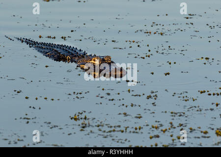 Alligator Alligator mississippiensis) (zones humides, Viera Brevard Comté (Floride) Banque D'Images