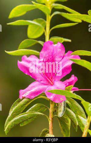 USA, Hawaii, Akaka Falls State Park. Rose Fleur de près. Banque D'Images