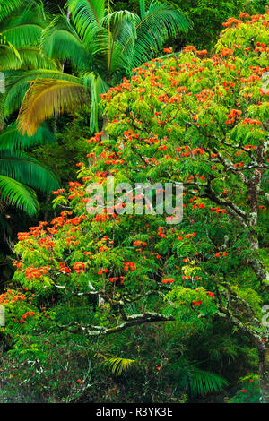 African Tulip Tree et végétation luxuriante sur la côte Hamakua, la Big Island, Hawaii, USA Banque D'Images