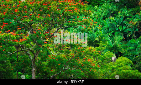 African Tulip Tree et végétation luxuriante sur la côte Hamakua, la Big Island, Hawaii, USA Banque D'Images