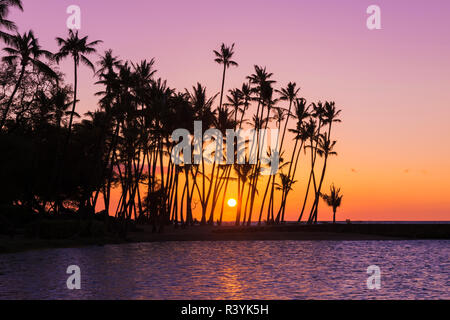 Coucher du soleil par la silhouette des palmiers à Anaehoomalu Bay, Kohala Coast, la Big Island, Hawaii, USA Banque D'Images