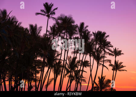 Coucher du soleil par la silhouette du Palms à Anaeho'omalu Bay, Kohala Coast, Big Island, Hawaii, USA Banque D'Images