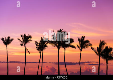 Coucher du soleil par la silhouette du Palms à Anaeho'omalu Bay, Kohala Coast, Big Island, Hawaii, USA Banque D'Images