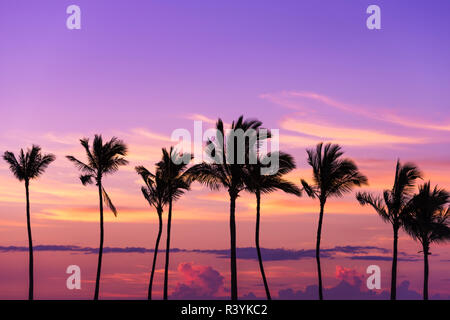 Coucher du soleil par la silhouette du Palms à Anaeho'omalu Bay, Kohala Coast, Big Island, Hawaii, USA Banque D'Images