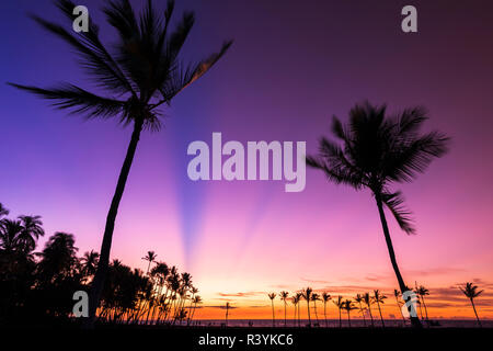 Coucher du soleil par la silhouette du Palms à Anaeho'omalu Bay, Kohala Coast, Big Island, Hawaii, USA Banque D'Images