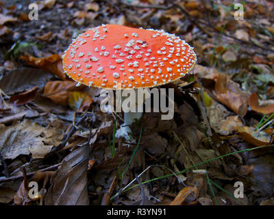 Agaric voler dans la forêt Banque D'Images