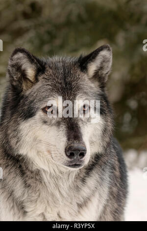 Loup gris ou le loup en hiver, (Captive) Canis lupus, Montana Banque D'Images