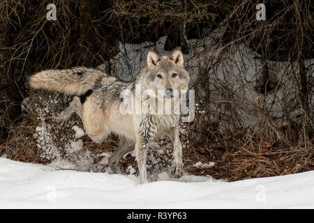 Loup gris ou le loup en hiver, Territoire de marquage (Captive) Canis lupus, Montana Banque D'Images