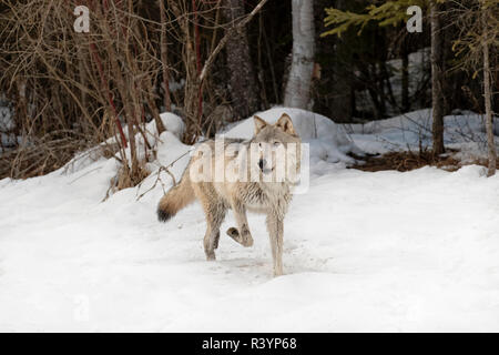 Loup gris ou le loup en hiver, (Captive) Canis lupus, Montana Banque D'Images