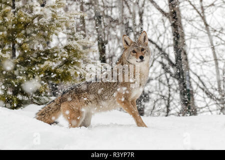 Coyote en captivité dans la neige, Montana Banque D'Images