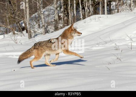 Coyote en captivité d'exécution sur la neige, Montana Banque D'Images