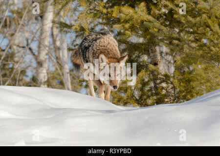 Coyote en captivité dans la neige, Montana Banque D'Images