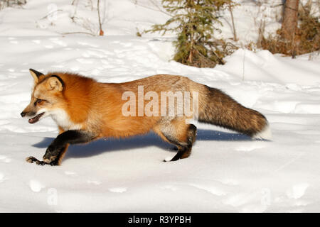 En hiver, le renard roux (Captive), Vulpes vulpes Montana Banque D'Images