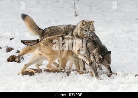 Loup gris ou le loup, comportement en hiver, pack (Captive) Canis lupus, Montana Banque D'Images