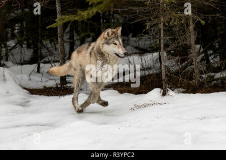 Loup gris Loup ou d'exécution dans la neige, (Captive) Canis lupus, Montana Banque D'Images