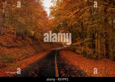 Automne dans la montagne vitsi Grèce Banque D'Images