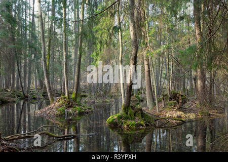 Forêt mixte humide au printemps avec de l'eau stagnante Banque D'Images