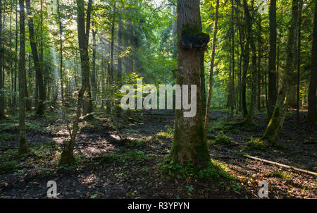 Le peuplement feuillu de la forêt de Bialowieza en matinée Banque D'Images