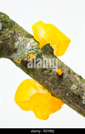 Cerveau jaune champignon, Tremella mesenterica, poussant sur une branche morte, tombée et photographié dans un studio sur un fond blanc. Nord du Dorset Angleterre U Banque D'Images