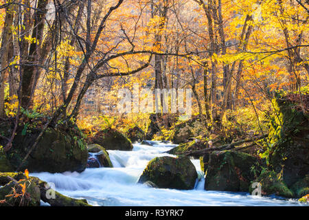 Dans gorge Oirase Towada, Aomori, Japon Banque D'Images