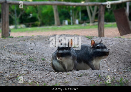 Plains vizcacha (Lagostomus maximus) dans la province de Entre Rios, Argentine Banque D'Images