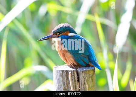 Kingfisher commun sitting on a wooden post Banque D'Images