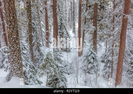 Forêt de pins après neige dans la forêt d'état de Stillwater près de Whitefish, Montana, USA Banque D'Images