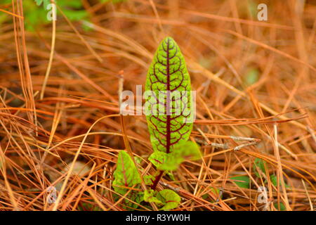 Dieffenbachia plantés dans l'air extérieur lit de fleur Banque D'Images