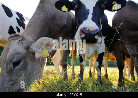 Young brown et simmental dans le pâturage Banque D'Images