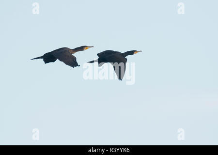 Grands Cormorans (Phalacrocorax carbo), flying, réserve naturelle Bargerveen, province Drenthe, Pays-Bas Banque D'Images