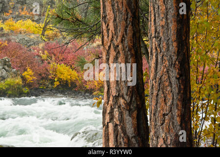 L'automne, rivière Deschutes, forêt nationale de Deschutes, Oregon, USA Banque D'Images