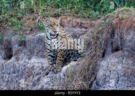 Les jeunes Jaguar (Panthera onca) assis sur une berge, Cuiaba river, Pantanal, Mato Grosso, Brésil Banque D'Images