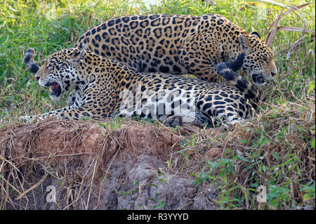 Femelle adulte Jaguar (Panthera onca) avec un jeune sur une berge, Cuiaba river, Pantanal, Mato Grosso, Brésil Banque D'Images