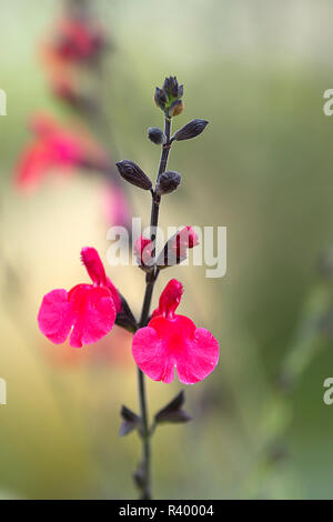 Baby sauge (Salvia microphylla), Bade-Wurtemberg, Allemagne Banque D'Images