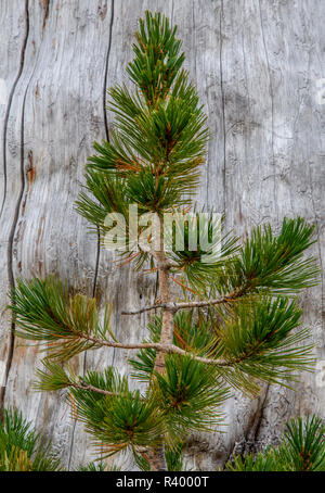 USA, Ohio, forêt nationale de Deschutes. Les jeunes pins Ponderosa. Banque D'Images