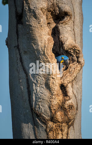 Anodorhynchus hyacinthinus Hyacinth macaw () ressemble à partir de la grotte de la couvée en tronc d'arbre, Pantanal, Mato Grosso do Sul, Brésil Banque D'Images