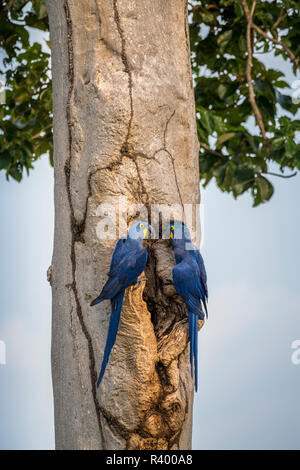 (Anodorhynchus hyacinthinus Hyacinth macaws) à sa caverne à la reproduction le tronc de l'arbre, Pantanal, Mato Grosso do Sul, Brésil Banque D'Images