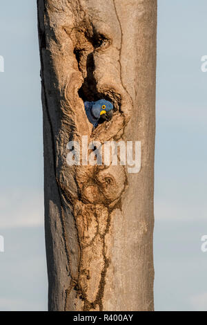 Anodorhynchus hyacinthinus Hyacinth macaw () donne de la reproduction de la grotte de tronc d'arbre, Pantanal, Mato Grosso do Sul, Brésil Banque D'Images