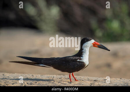 Skimmer Rynchops niger (noir), debout dans le sable, Pantanal, Mato Grosso do Sul, Brésil Banque D'Images