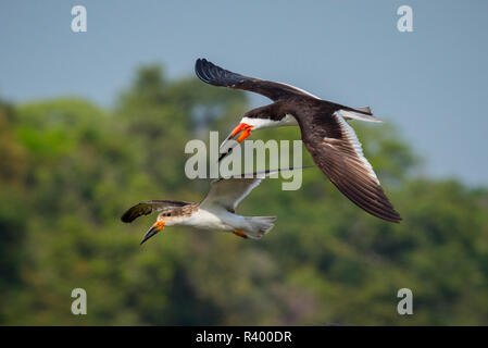 Skimmer Rynchops niger (noir), d'oiseaux adultes et jeune oiseau en vol, Barranco Alto, Pantanal, Mato Grosso do Sul, Brésil Banque D'Images