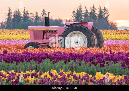 Le tracteur en rose, champ de tulipes tulipe de sabots de bois ferme, Woodburn, Oregon. Banque D'Images